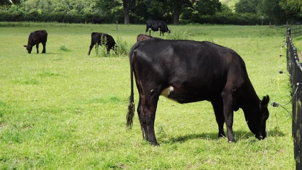 Breedr Raised $27m to Digitise Two Million Head of Cattle
