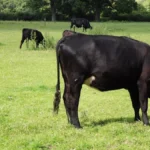 Breedr Raised $27m to Digitise Two Million Head of Cattle