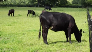 Breedr Raised $27m to Digitise Two Million Head of Cattle