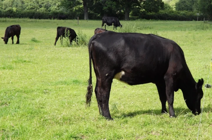 Breedr Raised $27m to Digitise Two Million Head of Cattle